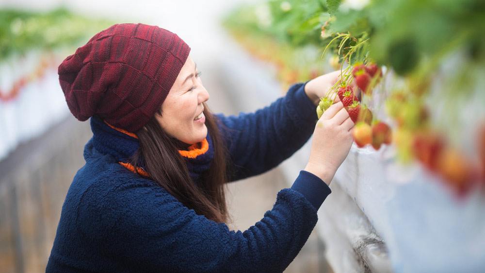 Japanese woman picking strawberries in a field.